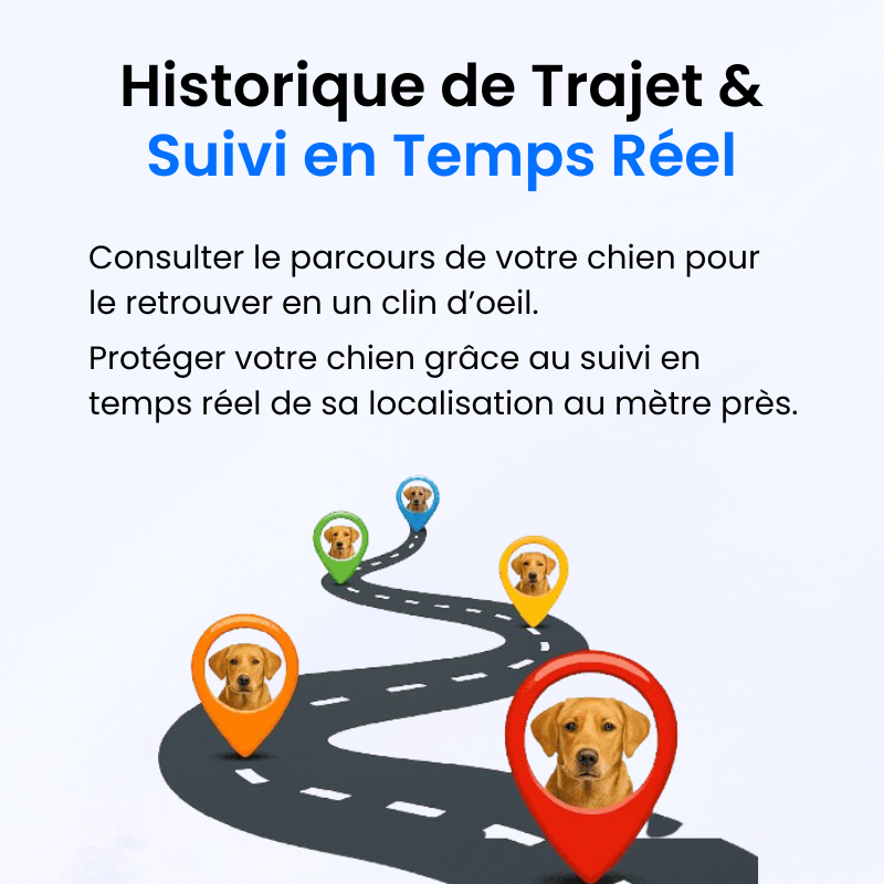 Tag Safe pour Chien Sans Abonnement